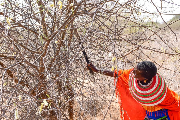 Building Resilience: How Community-Based Natural Resource Management is Reshaping Samburu County
